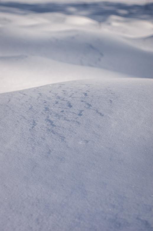 Free stock image of Snow Texture Photo created by Matt Bango