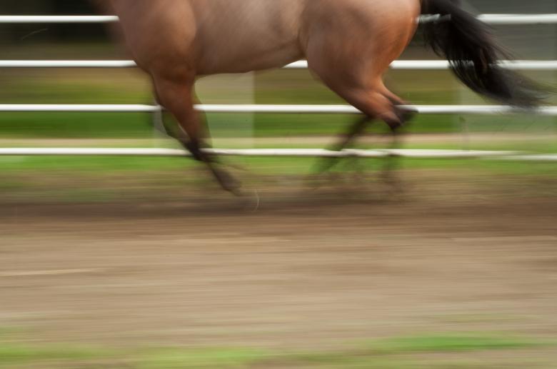 Free stock image of Running Horse Photo created by Matt Bango
