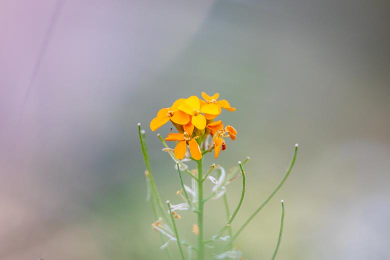 Free stock image of Orange Flower Photo created by Matt Bango