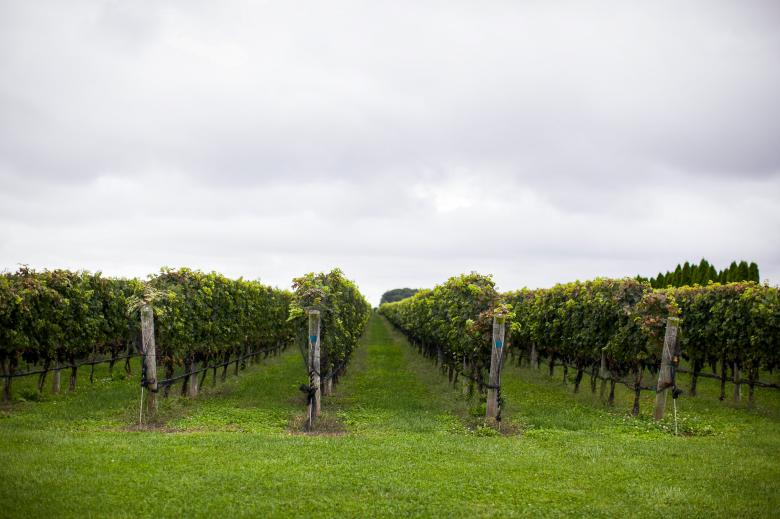 Free stock image of Wine Vineyard Photo created by Matt Bango