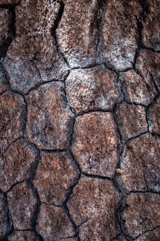 Free stock image of Bark Texture Photo created by Matt Bango