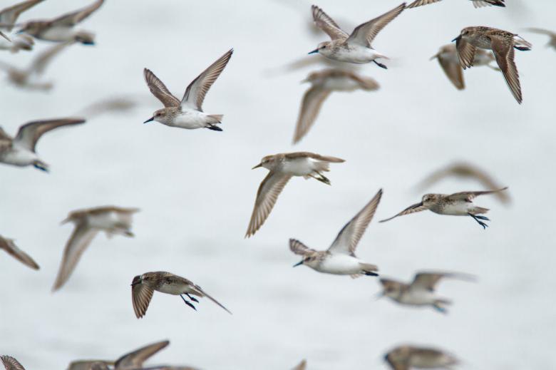 Free stock image of Birds Flying Photo created by Matt Bango
