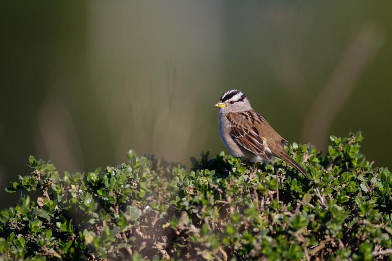 Free stock image of Bird Wildlife Photo created by Matt Bango