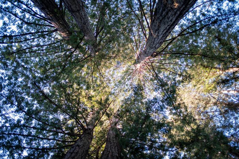 Free stock image of Looking Up Photo created by Matt Bango