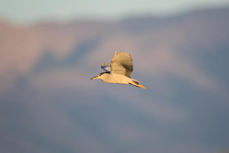 Free stock image of Bird Flying Photo created by Matt Bango