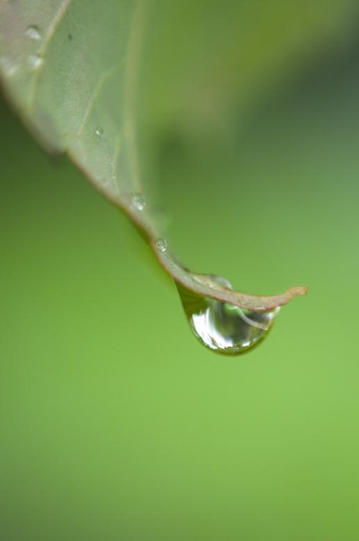 Free stock image of Dew Drops Photo created by Matt Bango