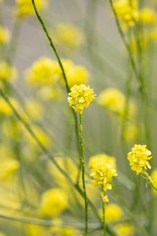 Free Stock Photo of Yellow Flowers Photo