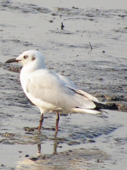slender billed gull - Free Stock Photo