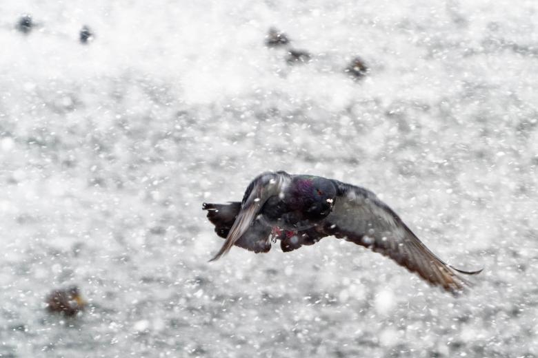 Free stock image of Pigeon created by Geoffrey Whiteway