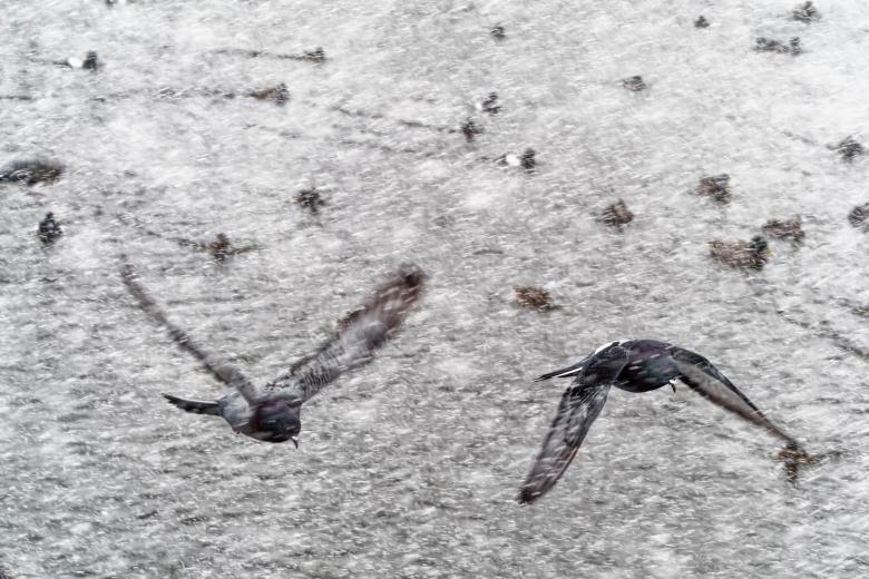 Free stock image of Pigeon flying in a snowsquall created by Geoffrey Whiteway