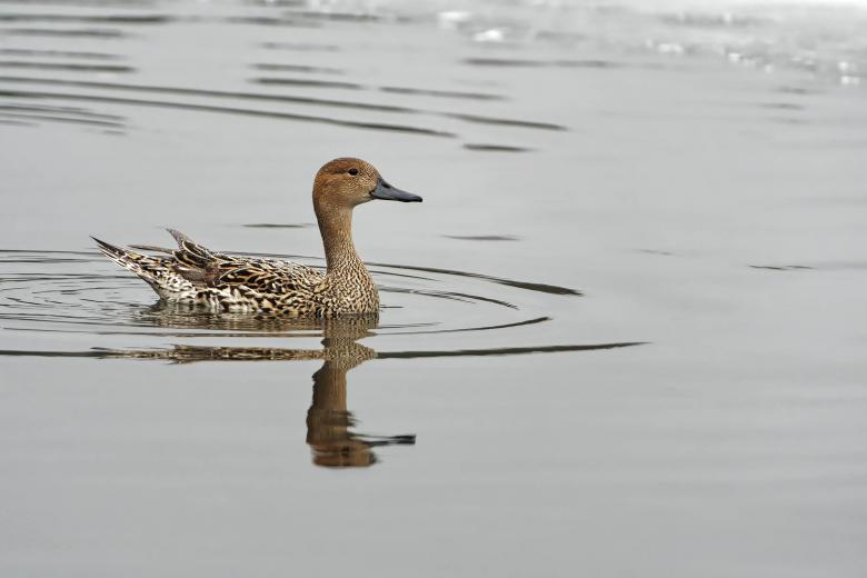 Free stock image of Northern pintail female created by Geoffrey Whiteway