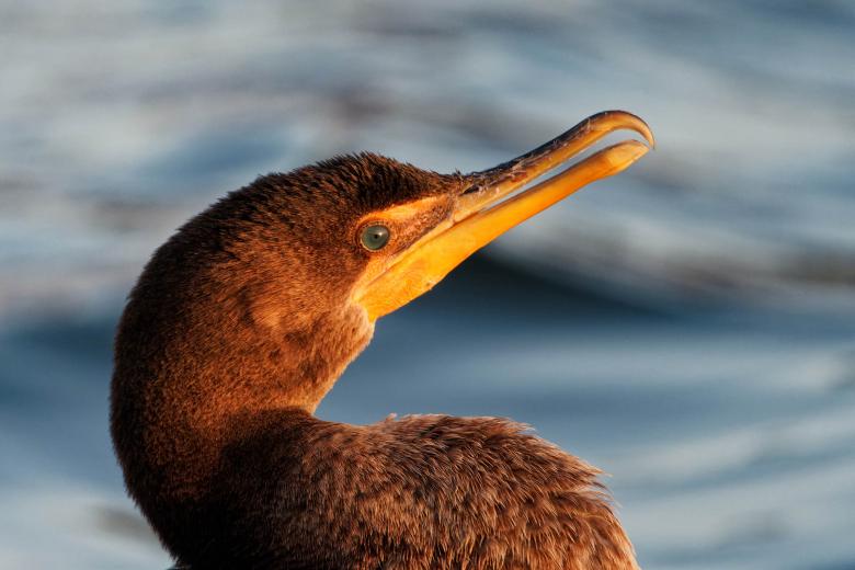 Free stock image of Cormorant created by Geoffrey Whiteway