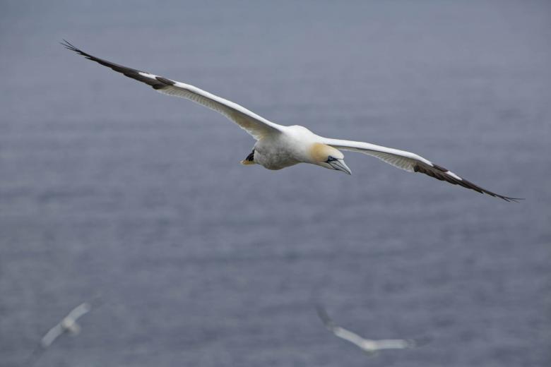 Free stock image of Northern Gannet with wings extended created by Geoffrey Whiteway