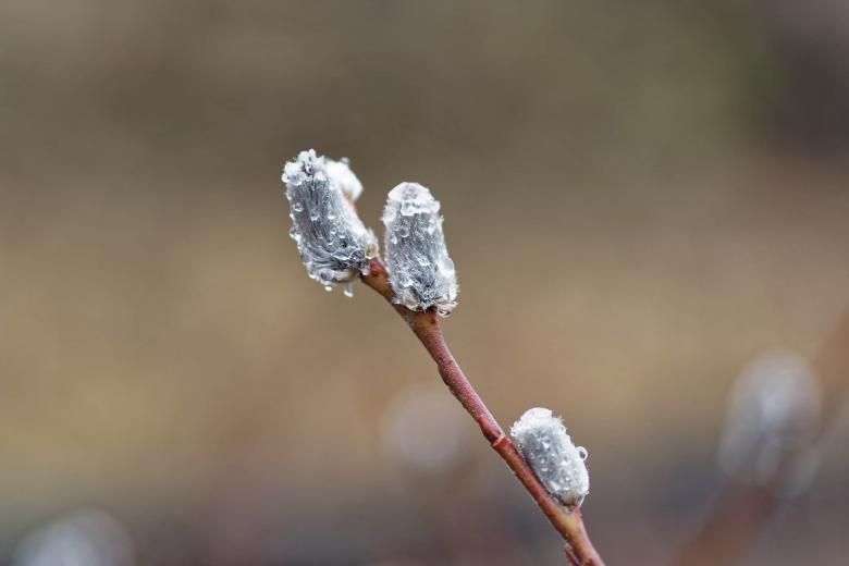 Free stock image of Pussy Willow created by Geoffrey Whiteway