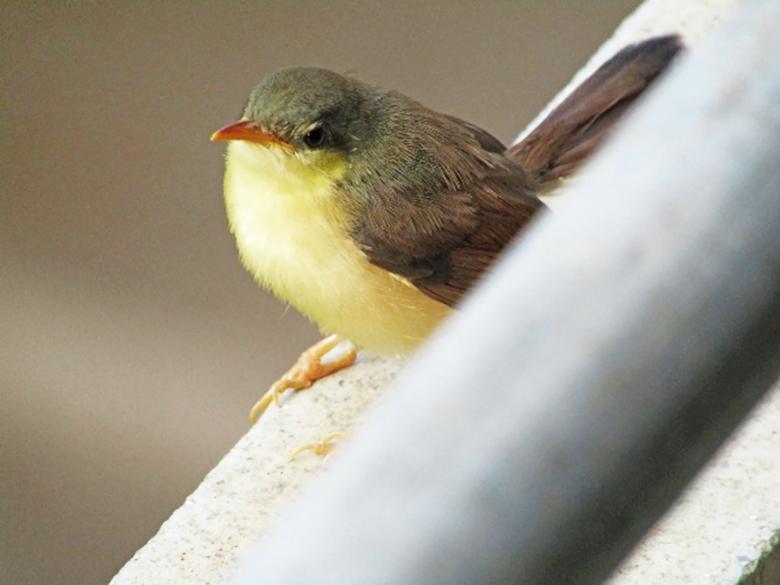Free stock image of yellow bellied prinia created by sylvester alphonso