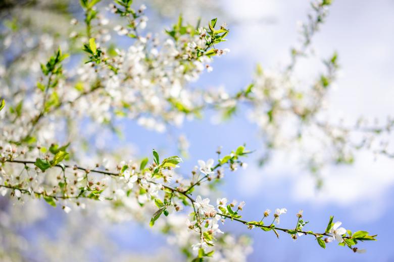Free stock image of Blooming cherry with white flowers in spring created by Alexandr Podvalny