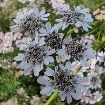 Free Stock Photo of Coriander Flower 