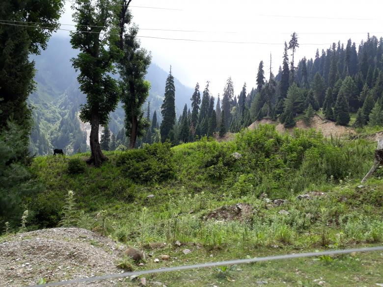 Free stock image of Lolab valley forest created by Niaz Ahmed