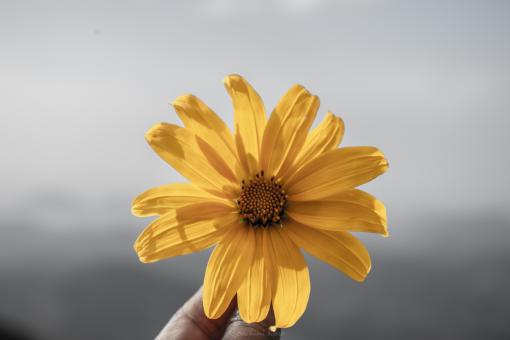 Delightful yellow flower - Free Stock Photo