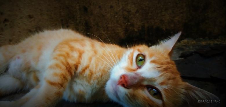 Free stock image of Cat  created by Ajit velip