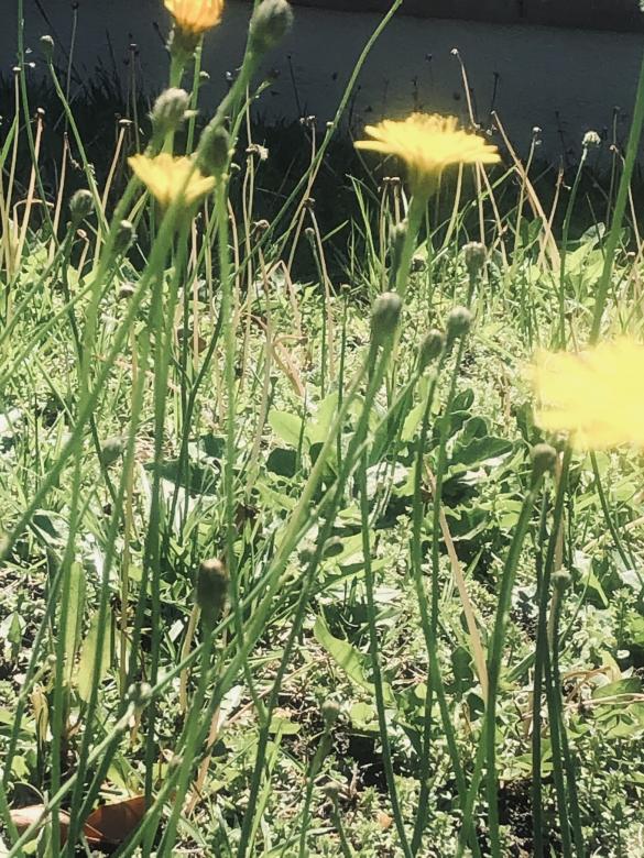 Free stock image of Spring flowers created by Rosa Miriam yeo