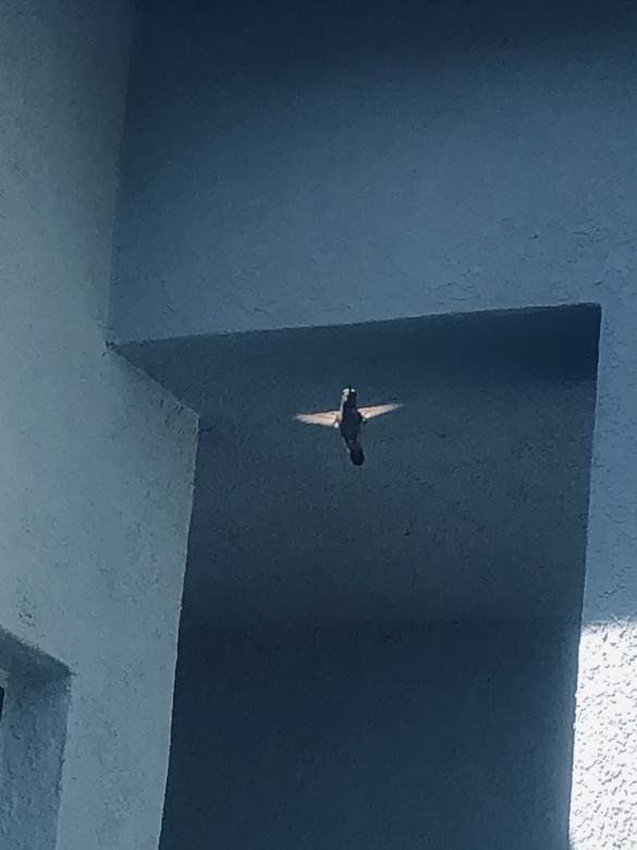 Free stock image of Hummingbird  created by Rosa Miriam yeo