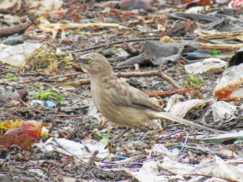 Free stock image of large grey babbler created by sylvester alphonso