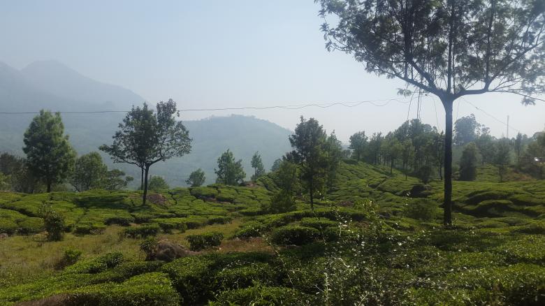 Free stock image of Kerela Tea valley created by Niaz Ahmed