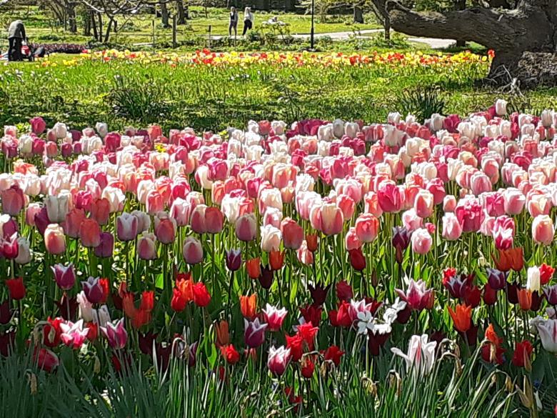 Free stock image of Flowers, garden, beauty created by Zeeshan Haider