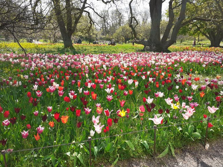 Free stock image of Flowers, garden, beauty created by Zeeshan Haider