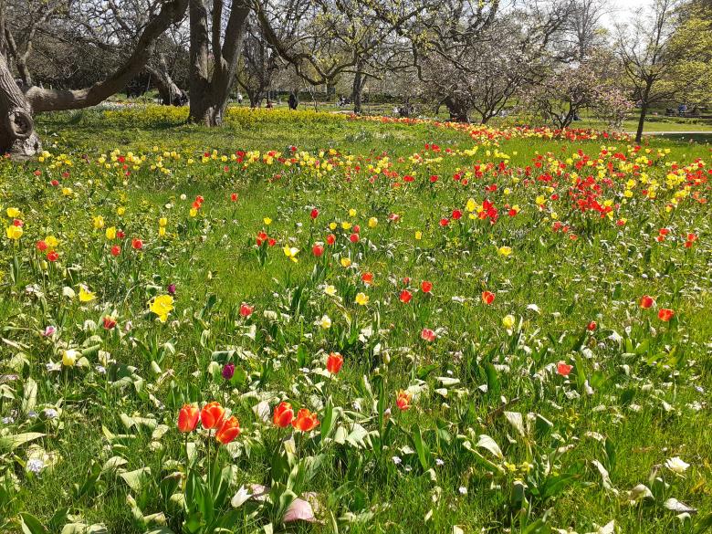 Free stock image of Flowers, garden, beauty created by Zeeshan Haider