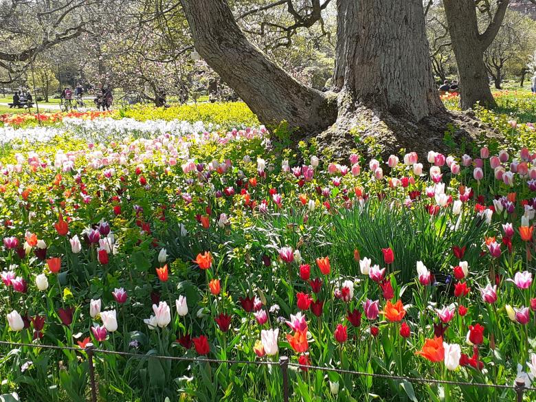Free stock image of Flowers, garden, beauty created by Zeeshan Haider