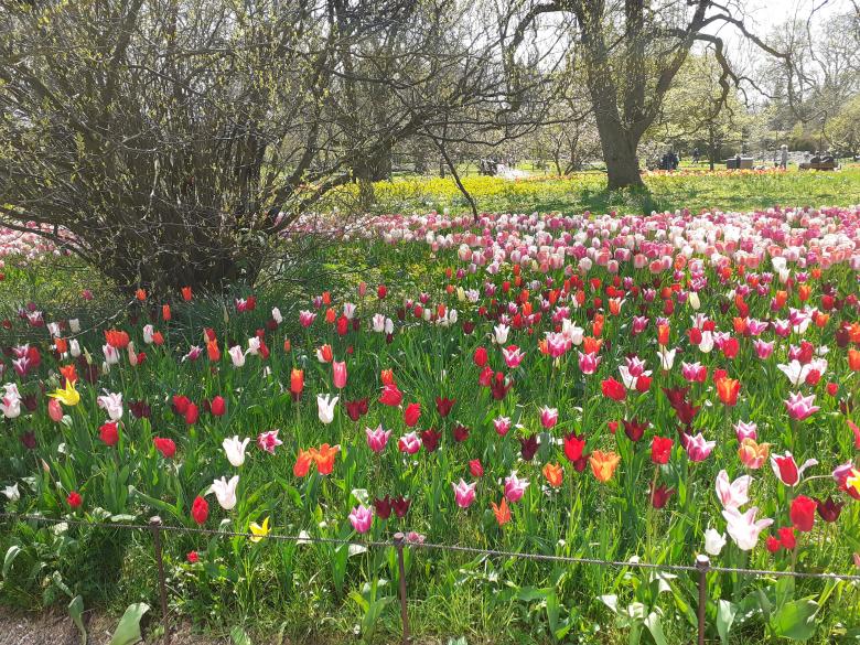 Free stock image of Flowers, garden, beauty created by Zeeshan Haider