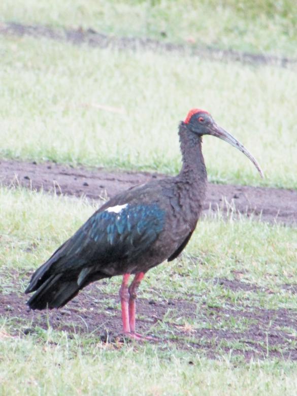 Free stock image of Red naped ibis created by sylvester alphonso