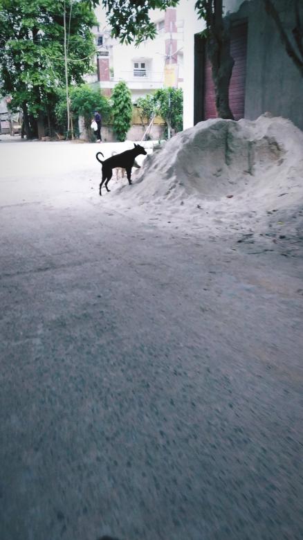 Free stock image of Street dog created by Alok Kumar