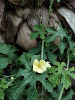 Bitter gourd's flower - Free Stock Photo