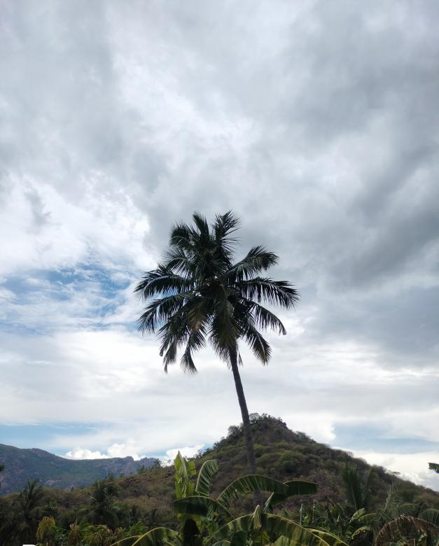 Free stock image of Coconut Tree created by Kalaivani