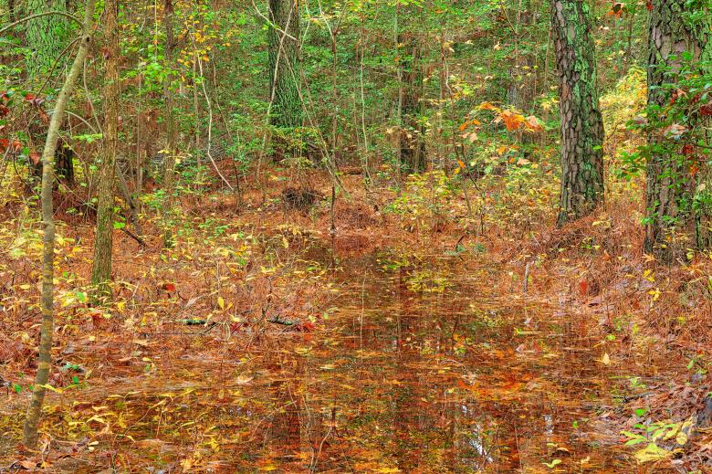 Free stock image of Flooded Forest Trail - Blackwater Refuge created by Nicolas Raymond