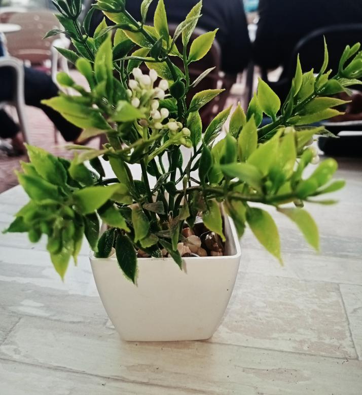 Free stock image of House plant created by snaike