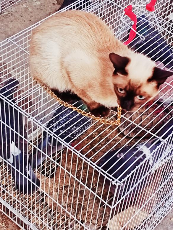 Free stock image of best cat created by snaike