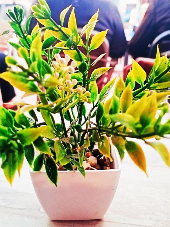 Free stock image of Plant decor created by snaike