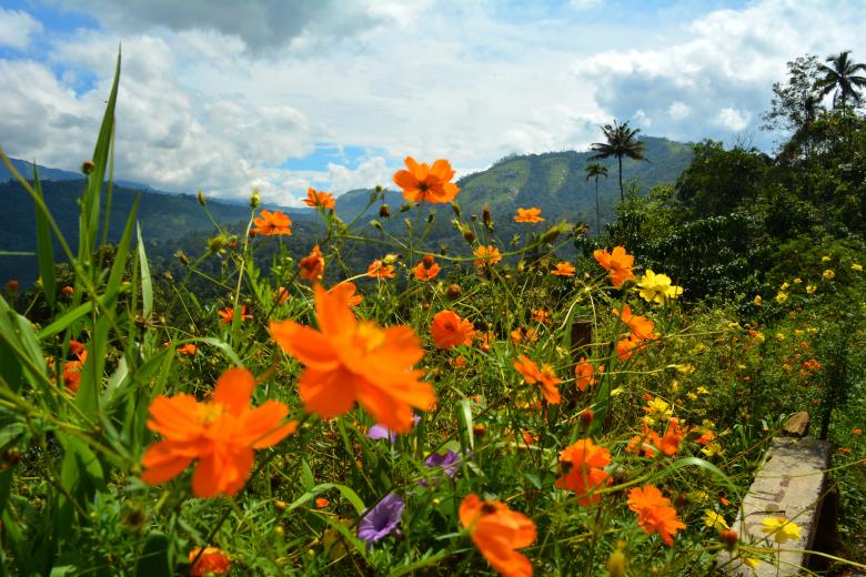 Free stock image of flower garden created by MUKTINAVA CHOWDHURY