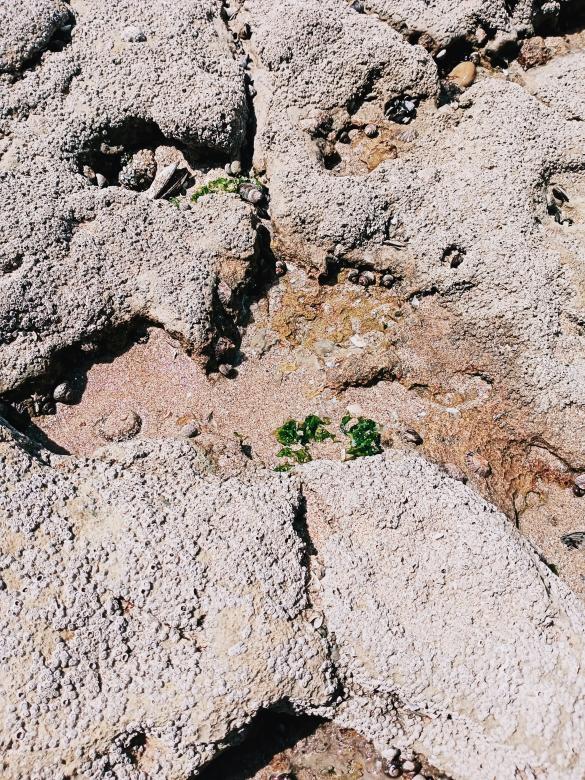 Free stock image of sea stone created by snaike