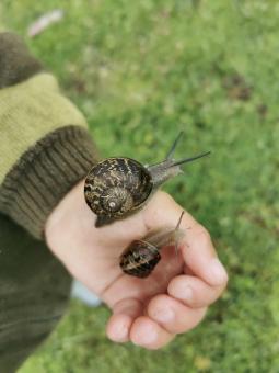 Snails on a child's hand - Free Stock Photo