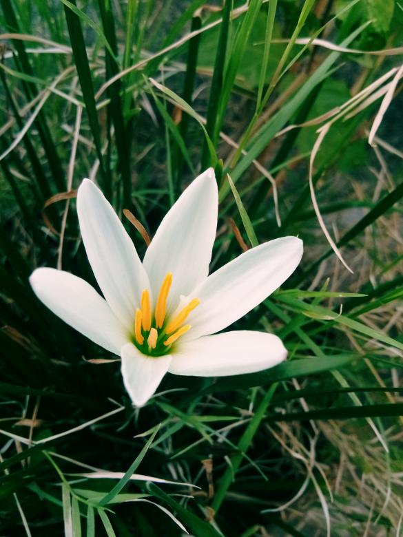 Free stock image of Natural flower created by Sakul Vijay Dhawale
