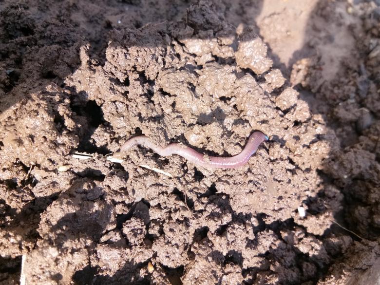 Free stock image of Worms created by Sakul Vijay Dhawale