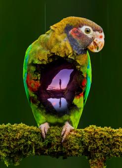 Double Exposure of parrot  - Free Stock Photo