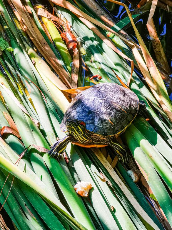 Free stock image of Sly turtle created by Sergey Kozyrenko