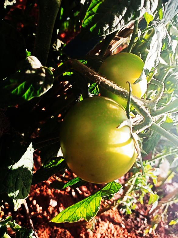 Free stock image of Natural tomato created by snaike