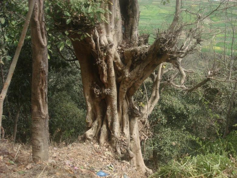 Free stock image of root of old tree created by Rameshwore Shrestha